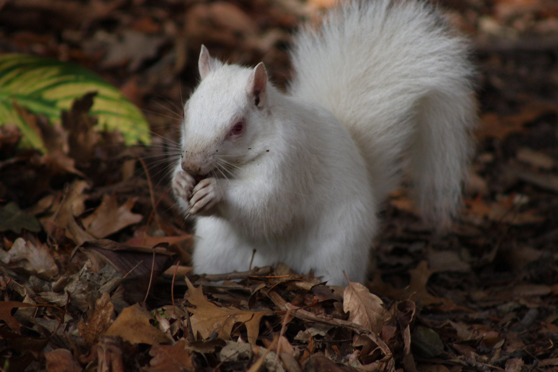 Albino Squirrel